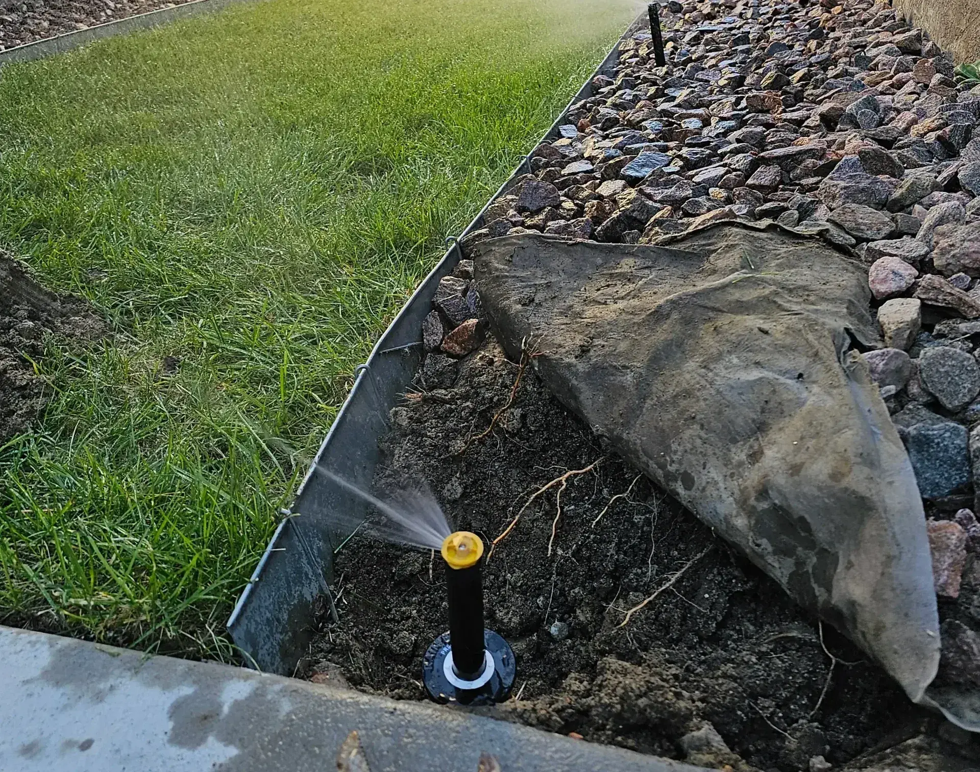 Newly installed pop-up sprinkler head spraying along a lawn edge